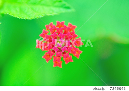 ランタナの花 ランタナの花 7866041