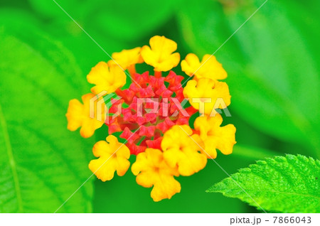 ランタナの花 ランタナの花 7866043