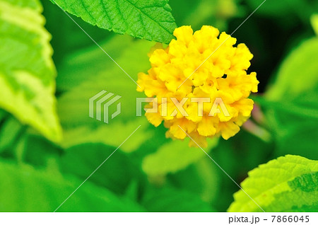 ランタナの花 ランタナの花 7866045