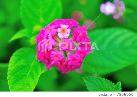 ランタナの花 7866050