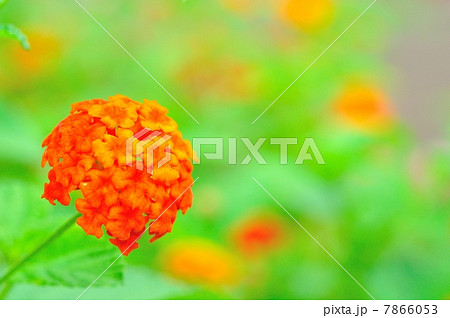 ランタナの花 7866053