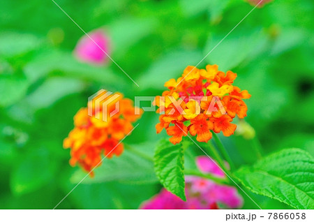 ランタナの花 7866058