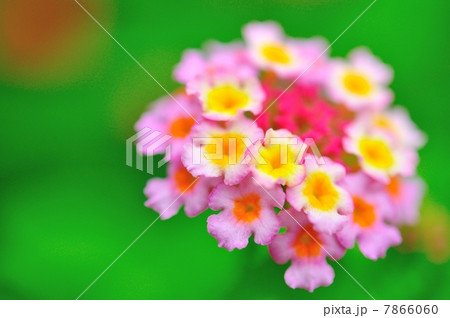 ランタナの花 7866060