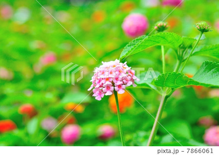 ランタナの花 7866061