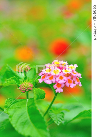 ランタナの花 7866065