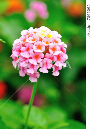 ランタナの花 ランタナの花 7866069