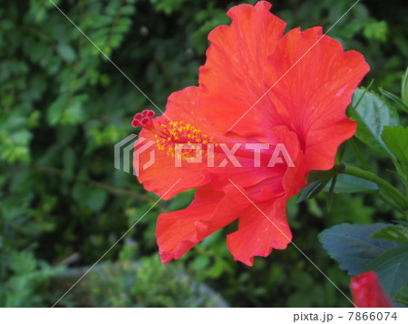 夏の花2 夏の花2 7866074