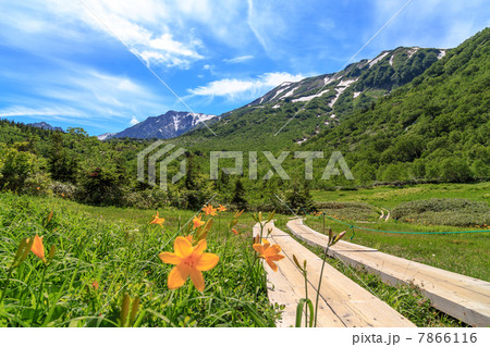 咲き誇る栂池自然園のニッコウキスゲ 7866116