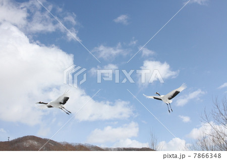 青空を飛ぶタンチョウ 青空を飛ぶタンチョウ 7866348
