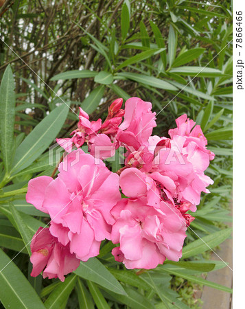 キョウチクトウの花 キョウチクトウの花 7866466