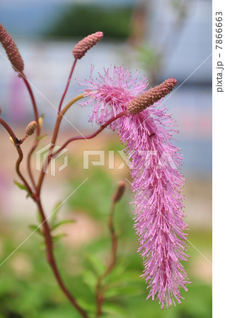 カライトソウ 7866663