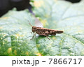 イボバッタ 7866717