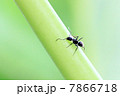蟻 7866718