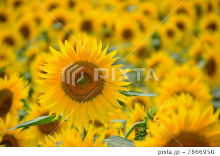 ひまわり畑 7866950