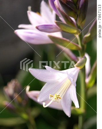 涼しげなギボウシ ホスタ の花 観葉植物の写真素材