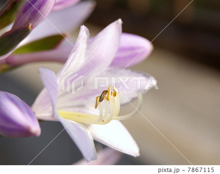 涼しげなギボウシ(ホスタ)の花:観葉植物 涼しげなギボウシ(ホスタ)の花:観葉植物 7867115