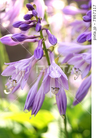 涼しげなギボウシ（ホスタ）の花：観葉植物 7867117