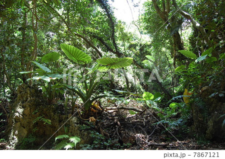 沖縄の森林 7867121