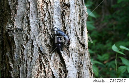 ノコギリクワガタ 7867267