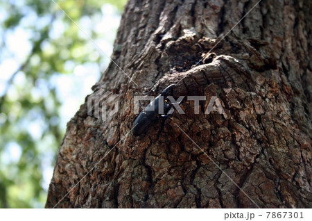 ヒラタクワガタ ヒラタクワガタ 7867301