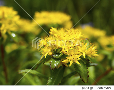 麒麟草 麒麟草 7867569