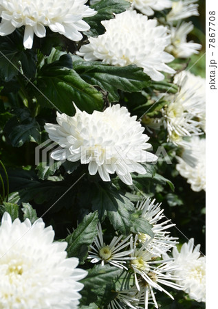 白菊 白菊 7867708