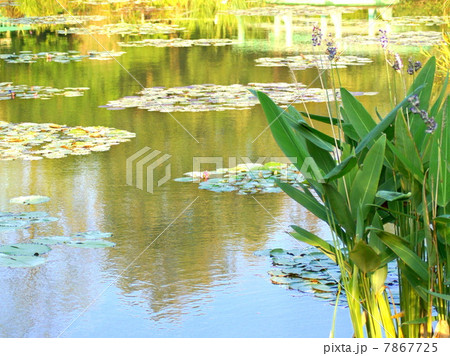 水生植物タリア・デアルバタ(ミズカンナ:ウォーターカンナ)が自生する風景 水生植物タリア・デアルバタ(ミズカンナ:ウォーターカンナ)が自生する風景 7867725