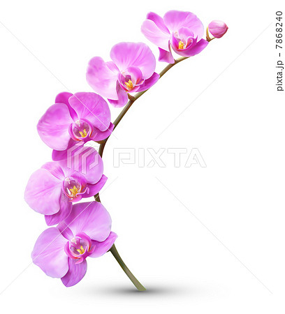 Vector Flower Exotic Orchid Branchのイラスト素材