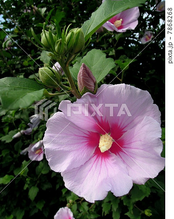 ムクゲの花 ムクゲの花 7868268