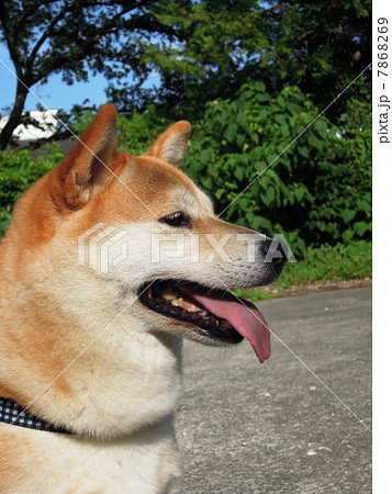 舌を出す柴犬の写真素材