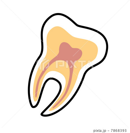 Tooth vector icon. Dental symbol 7868393