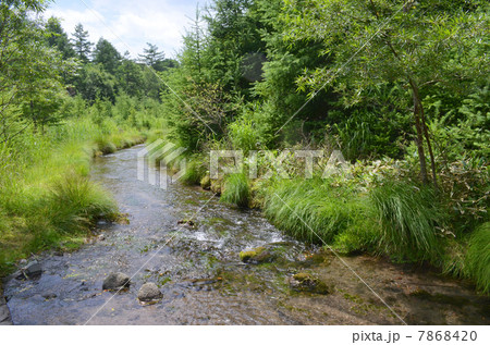 奥日光の清流 奥日光の清流 7868420