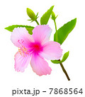 Hibiscus tropical flower. Vector plant blossom 7868564