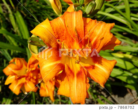 ヤブカンゾウ 7868702