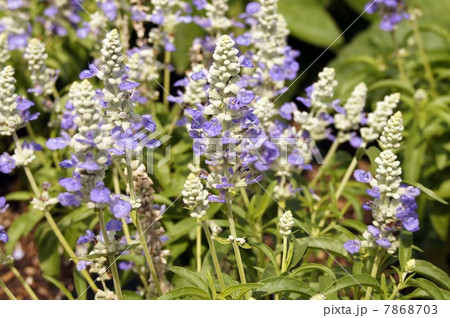 青紫の花 サルビア・ファリナセア「ストラータ」 青紫の花 サルビア・ファリナセア「ストラータ」 7868703