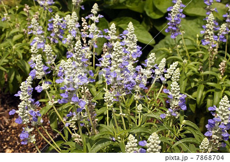 青紫の花　サルビア・ファリナセア「ストラータ」 7868704