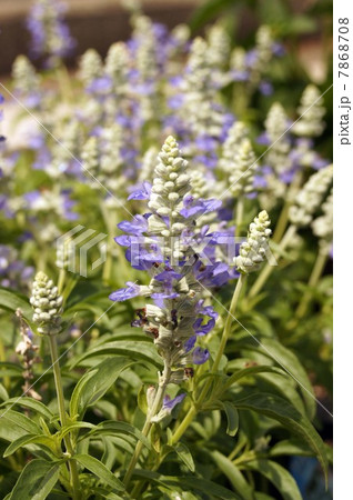 青紫の花 サルビア・ファリナセア「ストラータ」 青紫の花 サルビア・ファリナセア「ストラータ」 7868708