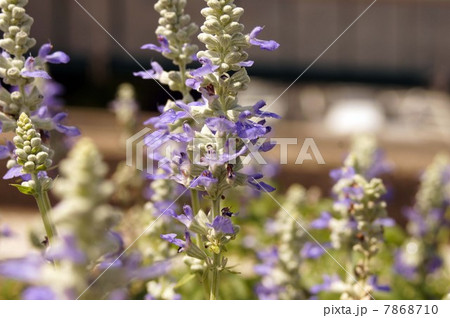青紫の花 サルビア・ファリナセア「ストラータ」 青紫の花 サルビア・ファリナセア「ストラータ」 7868710