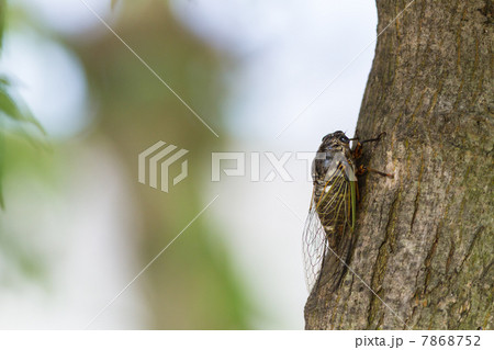 クマゼミ　昆虫の写真素材 7868752