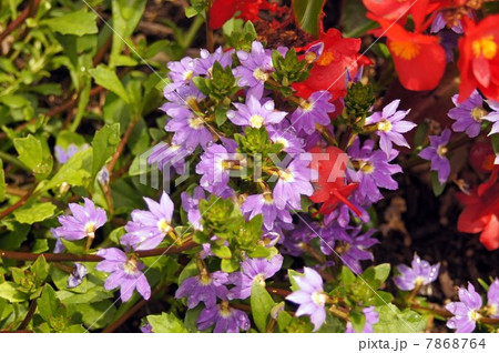 ブルーファンフラワーの涼しげな花　 7868764