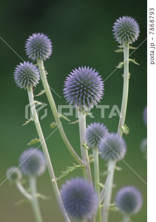 大陸由来の花　絶滅危惧種　ヒゴタイの花 7868793