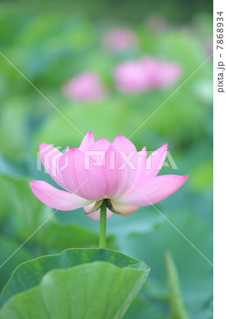 行田古代蓮の里 7868934