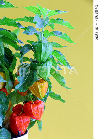 ホオズキ 7868941