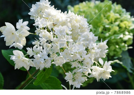 八重咲きアナベル 【公式通販】