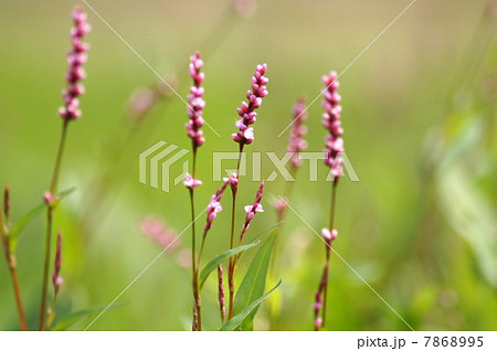 咲きはじめたイヌタデ：赤まんま（のどかな風景） 7868995