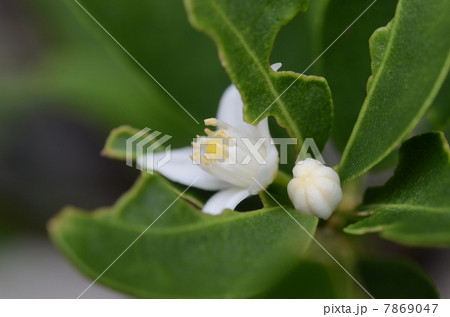 金柑の花 金柑の花 7869047