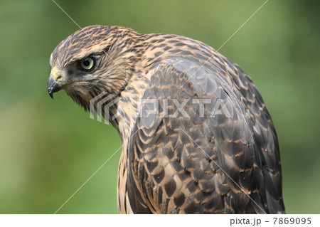 オオタカの幼鳥 7869095