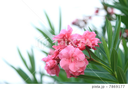 夾竹桃 7869177