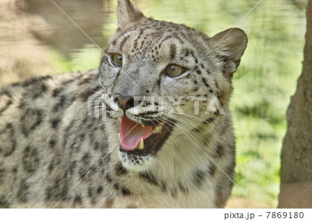 ユキヒョウ(スノーレパード) 7869180