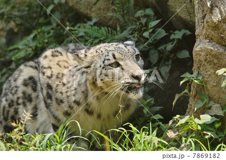 ユキヒョウ(スノーレパード) 7869182